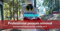 Humane Possum Removal Adelaide image 8